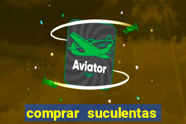 comprar suculentas direto do produtor